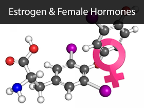 Estrogen and Female Hormones Medical Lectures